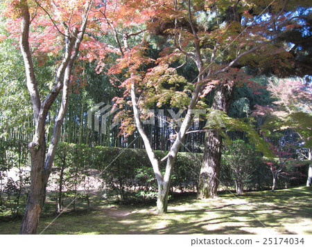 京都的風景 25174034