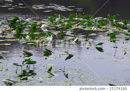 水生植物 水生植物 25174180
