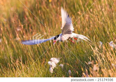 Arctic tern with a fish - Warm evening sun 25174506