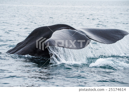 Whale to start diving in Shiretoko Hokkaido Rausu 25174614