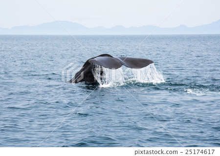 Whale Rausu Hokkaido which starts Shiretoko diving Whale Rausu Hokkaido which starts Shiretoko diving 25174617