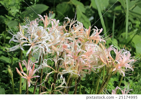A colonial flower of Salmon pink after the rain 25174995