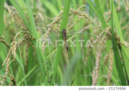 Red dragonfly while resting on the leaves of rice (Usuka Tombo) 25174996