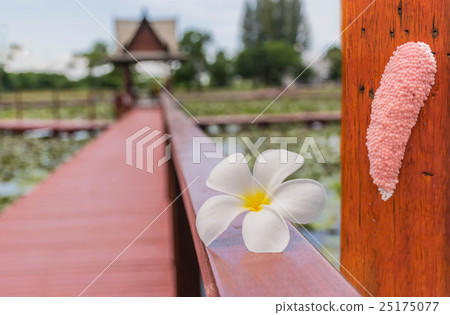 Abstract soft blurred of frangipani ( Plumeria flo 25175077