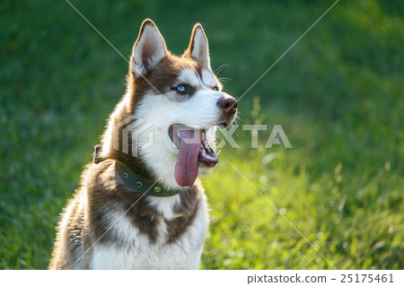 Panting Siberian Husky with blue eye 25175461