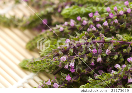 Ear of red shiso 25175659