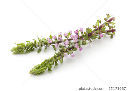 Ear of red shiso Ear of red shiso 25175667
