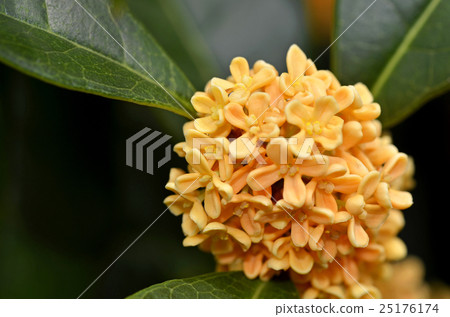 Kinmokusei (Kaneko) 25176174