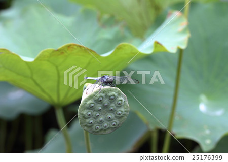 Lonely fish in the lotus Lonely fish in the lotus 25176399