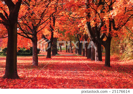 color autumn forest color autumn forest 25176614