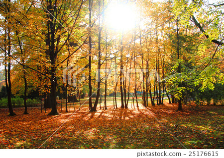 color autumn forest 25176615