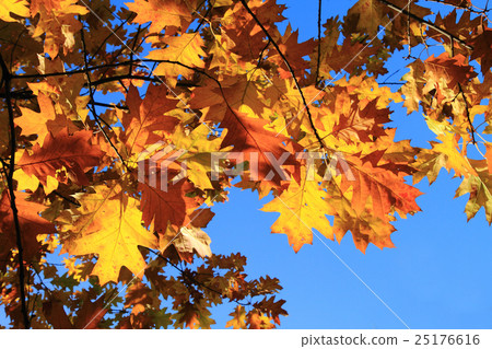 autumn leaves background 25176616