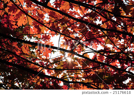 autumn leaves background 25176618