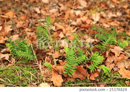 wall fern plant with sweet root wall fern plant with sweet root 25176829