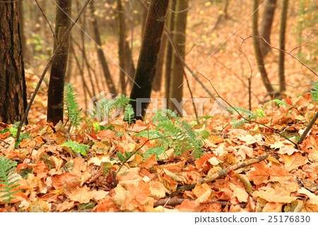 wall fern plant with sweet root wall fern plant with sweet root 25176830