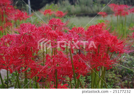 朱頂（紅蜘蛛百合） 25177232