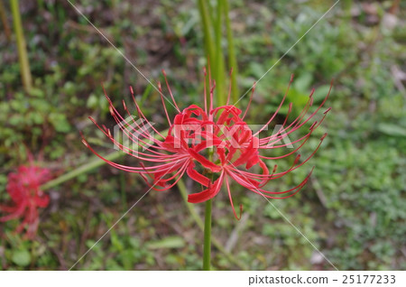 朱頂（紅蜘蛛百合） 25177233
