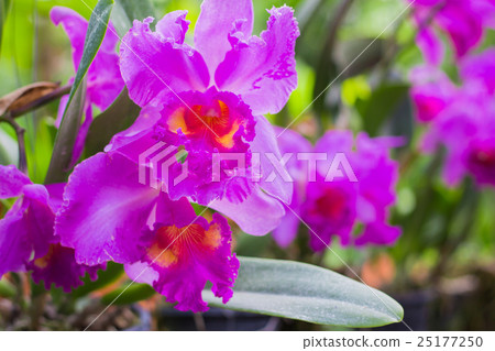 Orchid flowers purple. Orchid flowers purple. 25177250