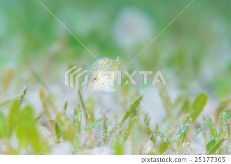 阿美Mehagi 阿美Mehagi 25177305