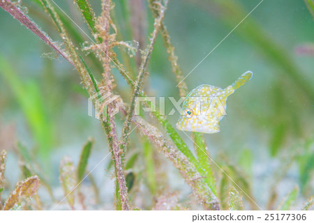 Ami Mehagi Ami Mehagi 25177306