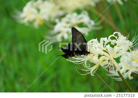White flower bamboo shoot and cucurbit 25177318