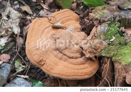 Reishi Reishi 25177645