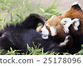 Lesser panda 25178096