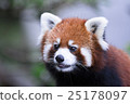 Lesser panda 25178097