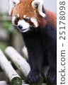 Lesser panda 25178098