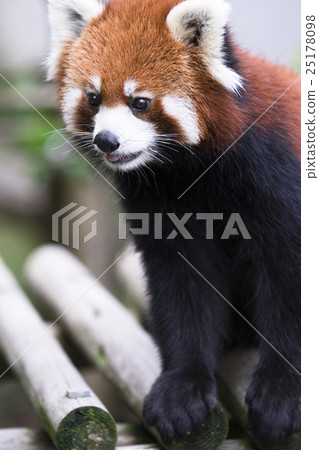 Lesser panda Lesser panda 25178098