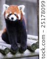 Lesser panda 25178099