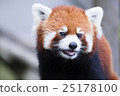 Lesser panda 25178100