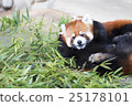 Lesser panda 25178101