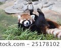 Lesser panda 25178102