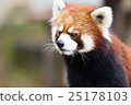 Lesser panda 25178103
