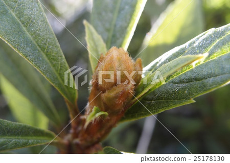 泡狀花蕾 25178130