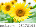 sunflower	 25178193