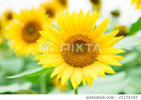 sunflower sunflower 25178193