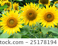 sunflower	 25178194