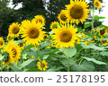 sunflower	 25178195