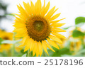 sunflower	 25178196