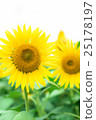 sunflower	 25178197