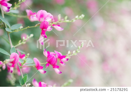 Hagi flower (closeup) 25178291