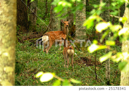 Parent and child of the deer of the ski resort of Akan 25178341