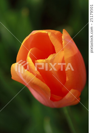 Tulip Festival Tulip Festival 25179501