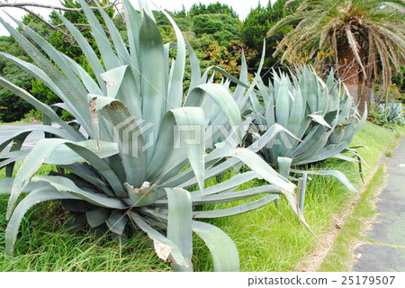 Agave 25179507