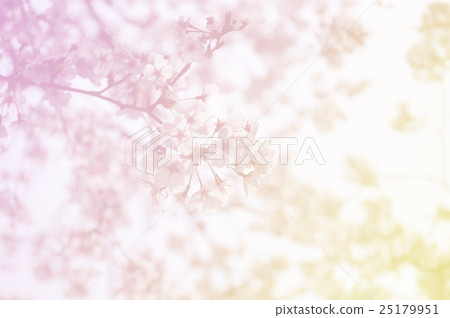 Soft focus of sakura flower on sweet color Soft focus of sakura flower on sweet color 25179951