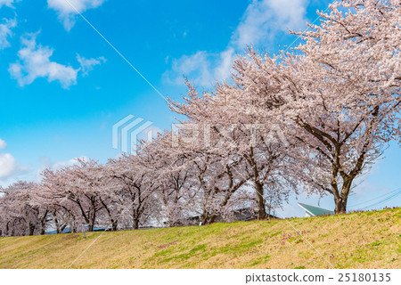 櫻桃樹 25180135