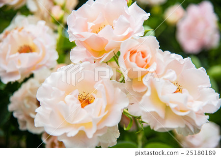 rose rose 25180189