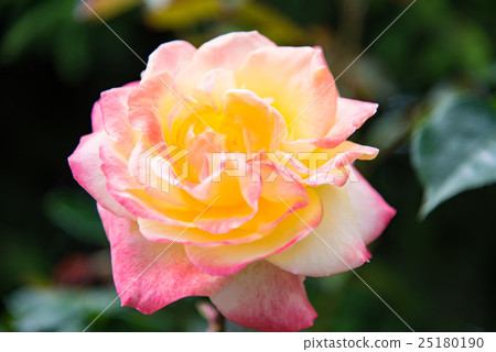 rose rose 25180190